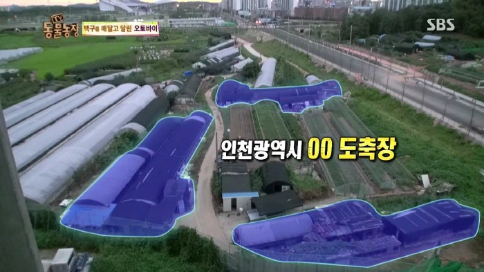 [TV동물농장] 동물농장에서 방송된 인천의 한 개 도축장의 현실.jpg | 인스티즈