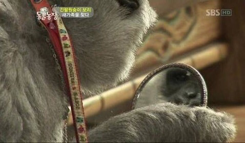 거울보고 자기가 사람이 아니란 사실에 충격 받은 긴팔원숭이 | 인스티즈