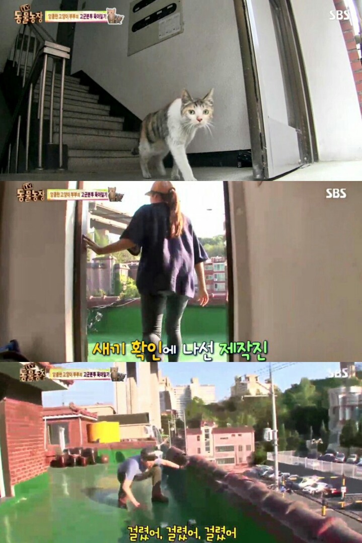 어미고양이와 마주친 동물농장PD.jpg | 인스티즈