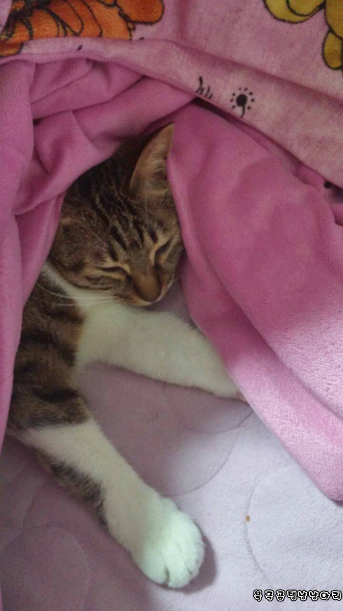 고양이를 싫어하던 떄가 있었다.(사진많음주의) | 인스티즈