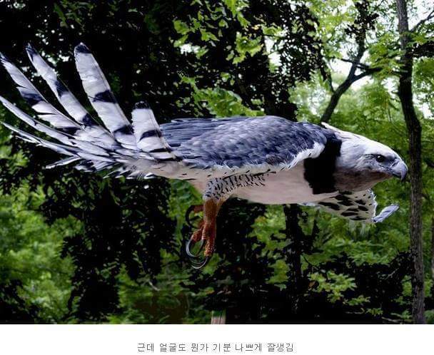 세상에서 가장 잘생겼다는 새.jpg | 인스티즈