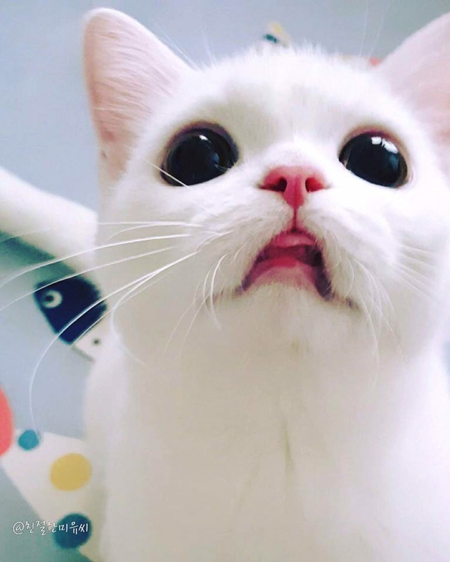 인기스타냥이 미유!!! | 인스티즈