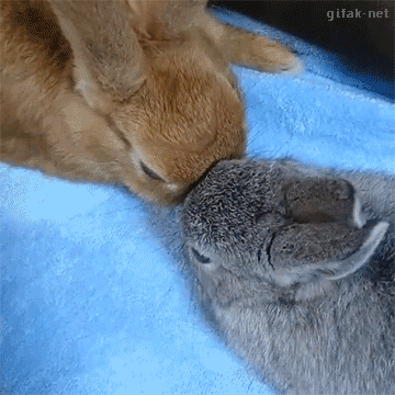 기여운 동물들.gif | 인스티즈