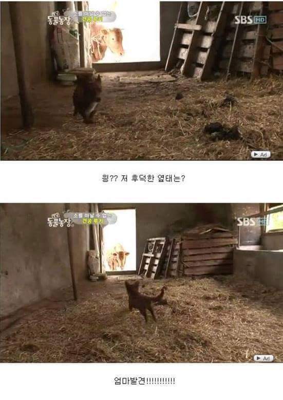 어미 소를 사랑하는 강아지 | 인스티즈