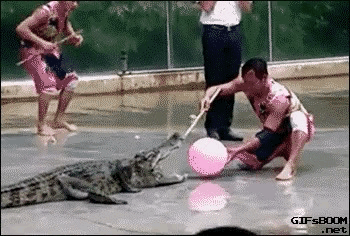 인생 노잼일때 보는 내 최애 움짤들.gif | 인스티즈