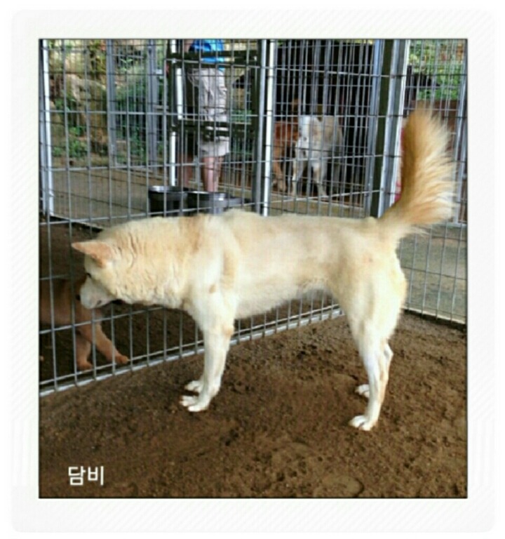복실이 이미지