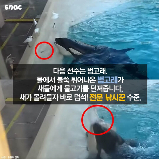 범고래와 까마귀의 지능 | 인스티즈