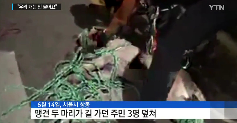 "우리 개는 안 물어요"..주인들의 착각 | 인스티즈