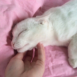 Tumblr : #cat #pink | 인스티즈