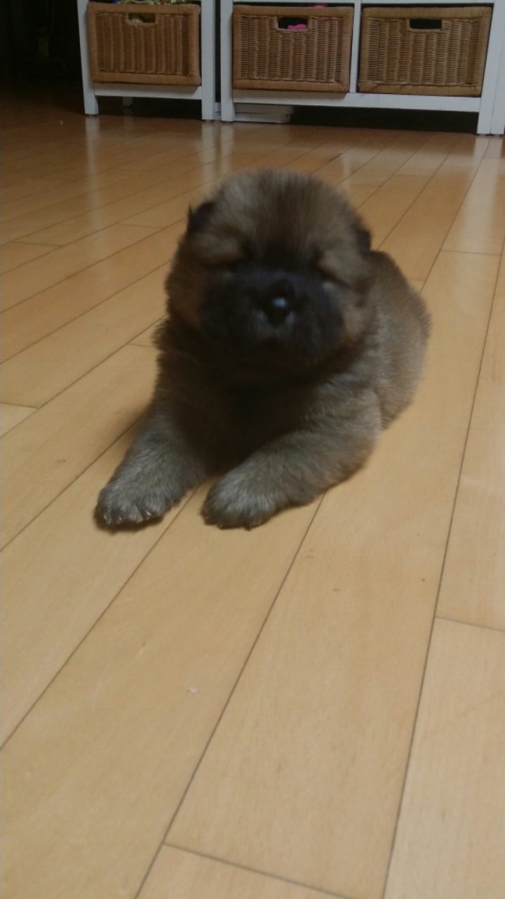 황우 이미지