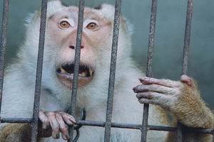 20세기에 실험용으로 많이 쓰이던 동물들 (혐오주의) | 인스티즈