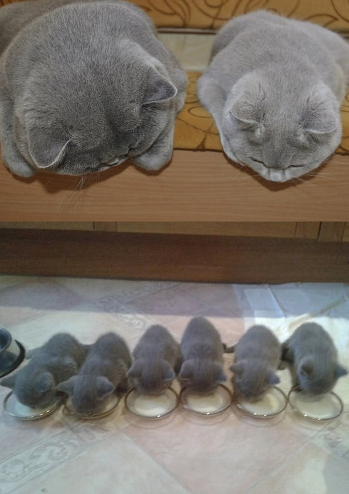 어미와 새끼 붕어빵 고양이.. | 인스티즈