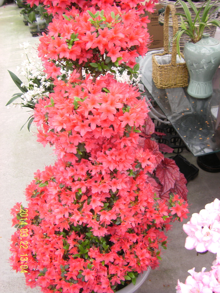 ４－H화원 이미지