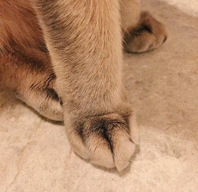 지디네 고양이.jpgif | 인스티즈