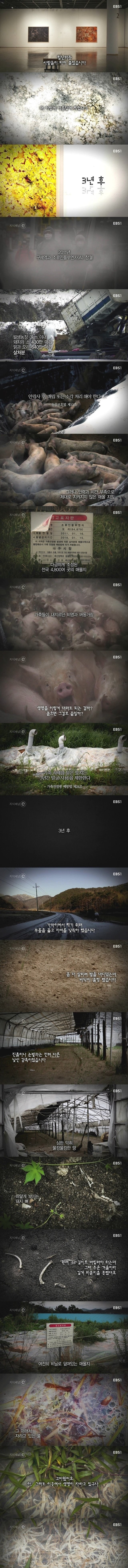 단기간에 가장 많은 동물을 산채로 땅에 묻은 나라 일듯 | 인스티즈