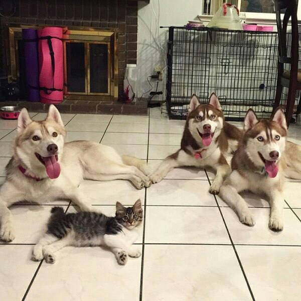 시베리안 허스키와 고양이.jpg | 인스티즈