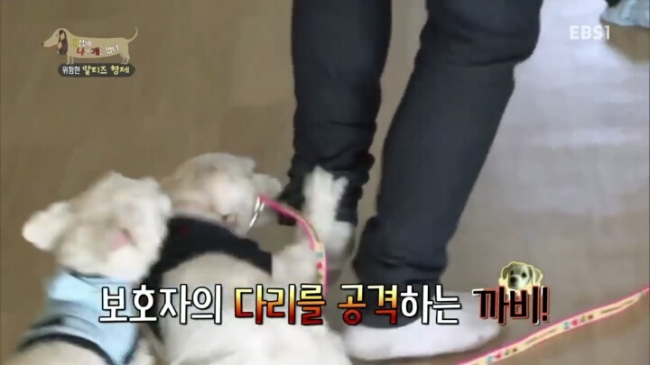[세나개] 공격적인 반려견이 되는 이유 1부.jpg | 인스티즈