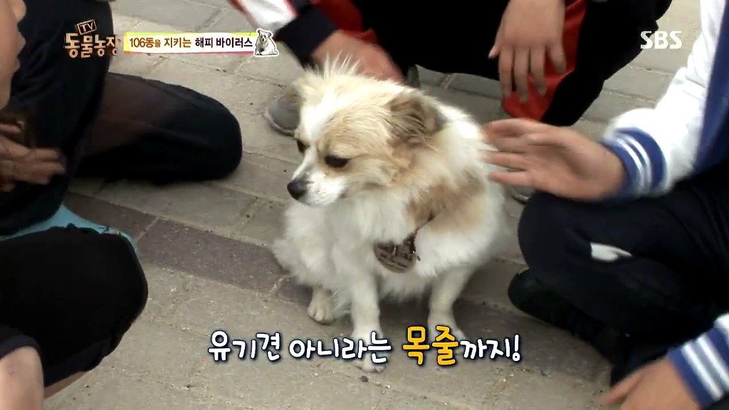 [동물농장] 106동 주민들이 키우는 강아지 | 인스티즈