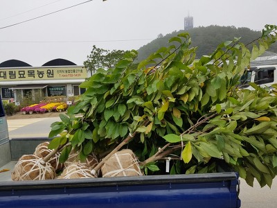 포포나무 이미지