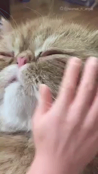 공포의 거대 고양이.gif | 인스티즈