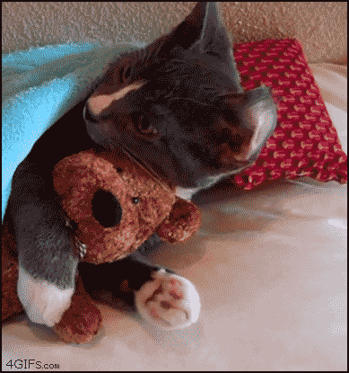 인형 좋아하는 고양이 .gif | 인스티즈