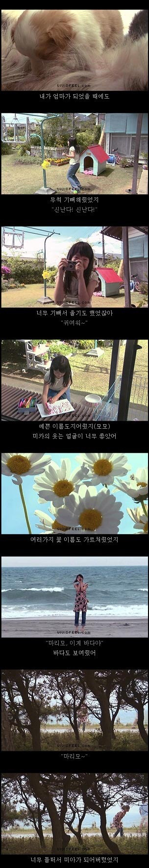 [눈물주의슬픔주의] 강아지의 일생 | 인스티즈