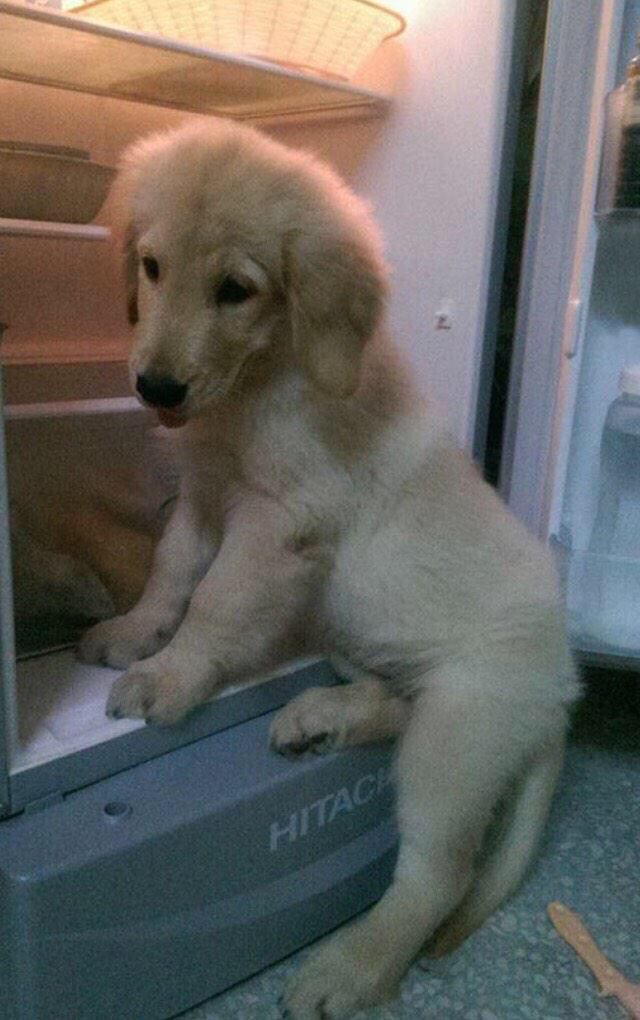 이제 다 커버려서 냉장고에 들어갈 수 없는 아기 리트리버8ㅅ8 | 인스티즈