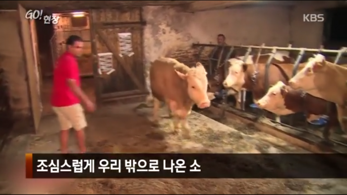 고마움을 표현하는 소.jpg | 인스티즈
