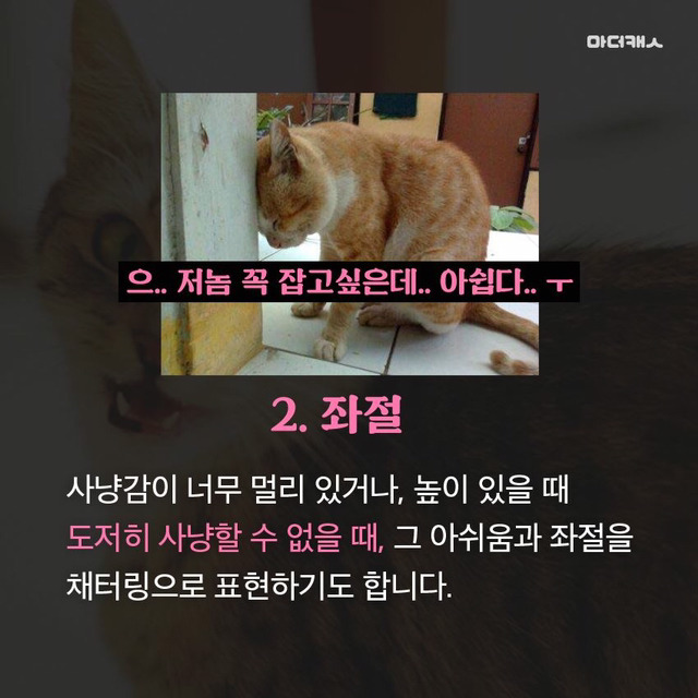 고양이채터링의진실 | 인스티즈