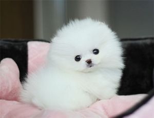 물강아지... | 인스티즈