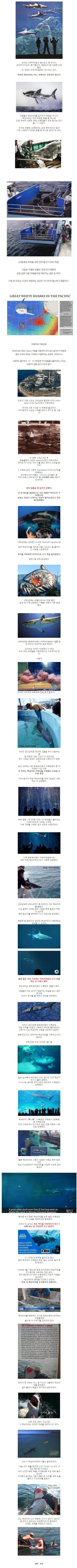 백상아리를 수족관에서 키우지 못하는 이유 | 인스티즈