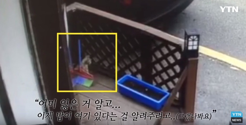 혐오,분노주의)고양이 잔혹하게 내던져 죽이고는 '웃으며 도망쳤다' | 인스티즈