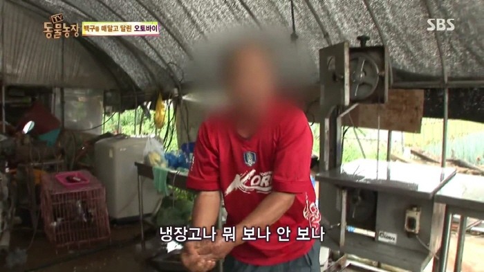 [TV동물농장] 동물농장에서 방송된 인천의 한 개 도축장의 현실.jpg | 인스티즈