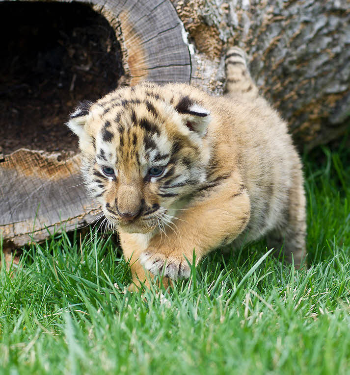 야생동물의 새끼들 | 인스티즈