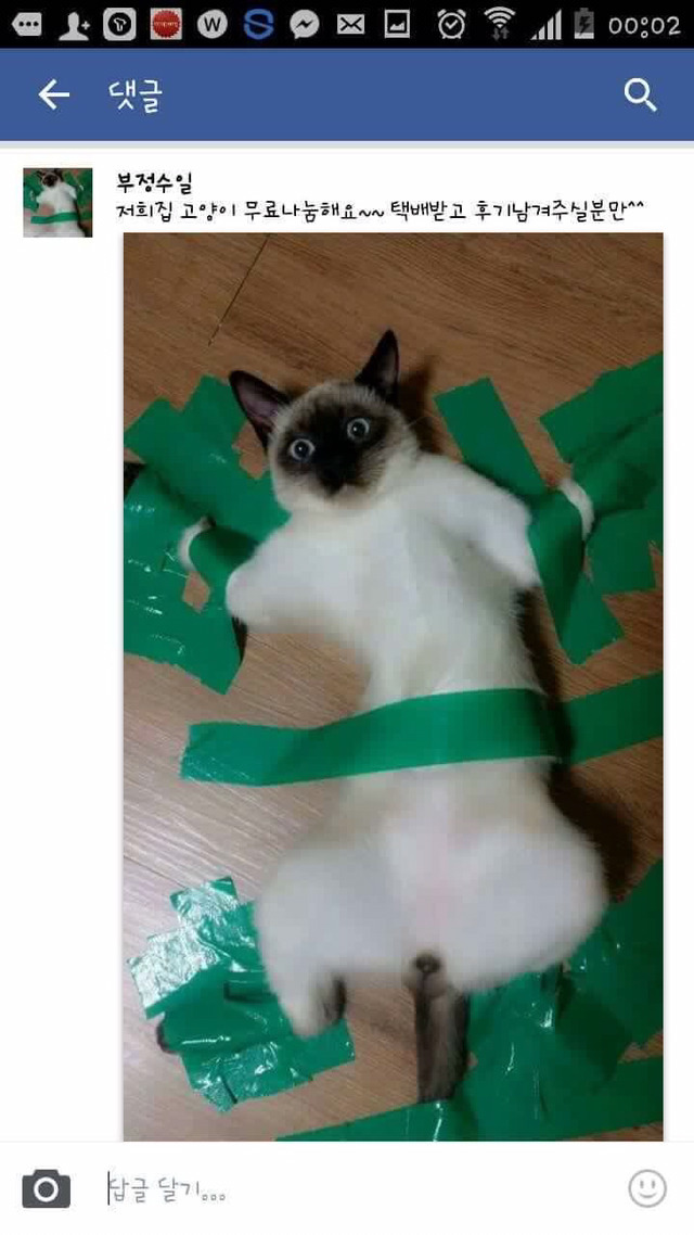 고양이 무료 분양한다며 사진 올린 페북러 | 인스티즈