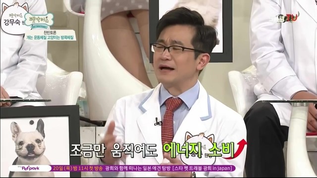 운동체질 강아지와 방콕체질 고양이?! | 인스티즈