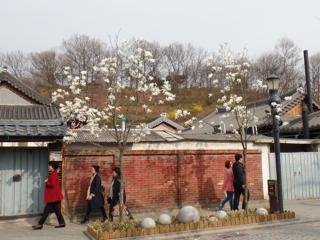 한옥마을의 화사한 봄꽃 감상 | 인스티즈