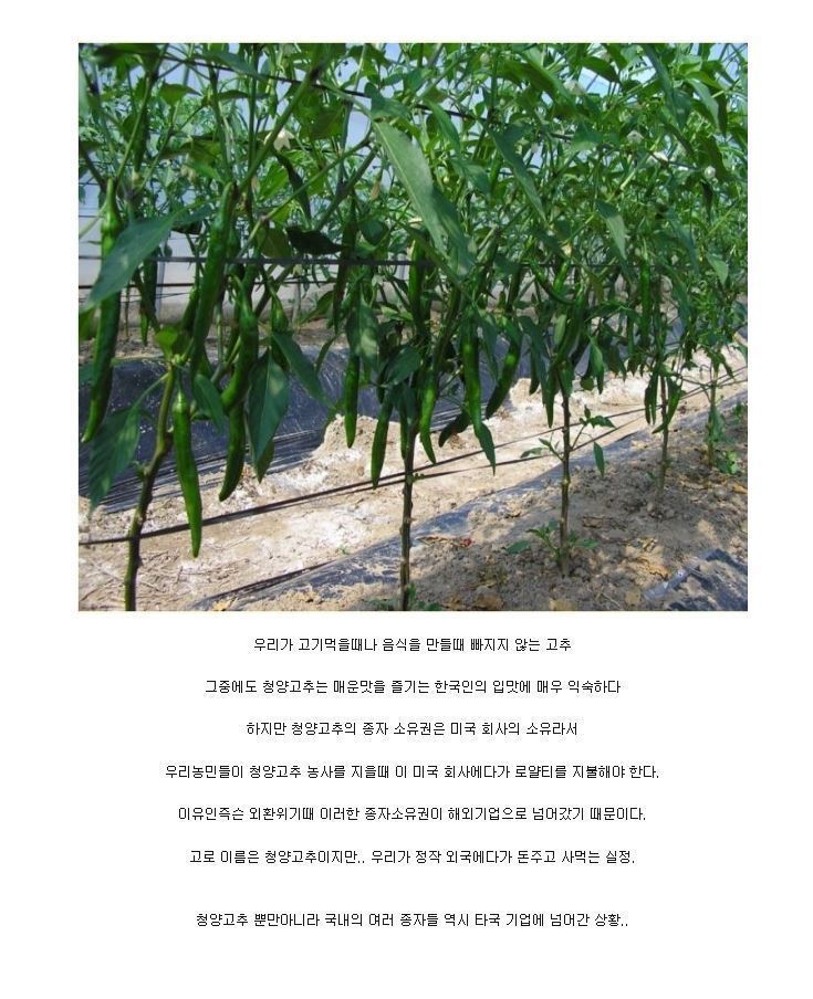 많이들 모르는 우리 고추의 비밀 | 인스티즈