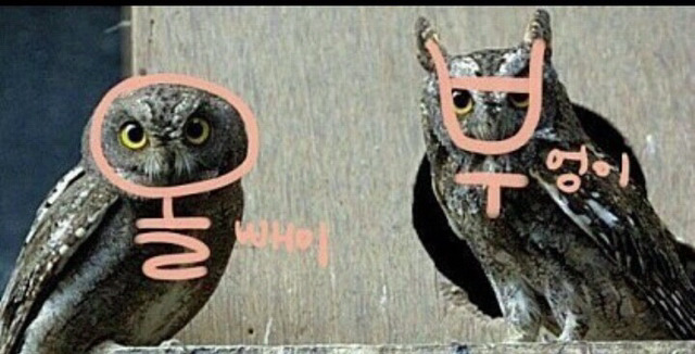 올빼미 이미지