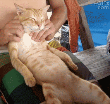 마사지 좋아하는 고양이.gif | 인스티즈