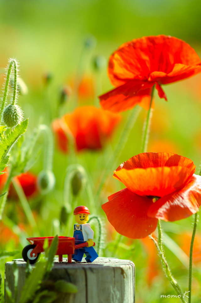 양귀비 꽃 구경하고 왔습니다~ | 인스티즈