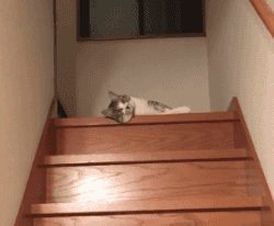 계단 내려가기가 귀찮았던 고양이.gif | 인스티즈