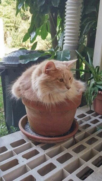공간이 보이면 들어가는 고양이.jpg | 인스티즈