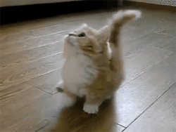 멍냥멍냥멍냥.gif (데이터 주의) | 인스티즈