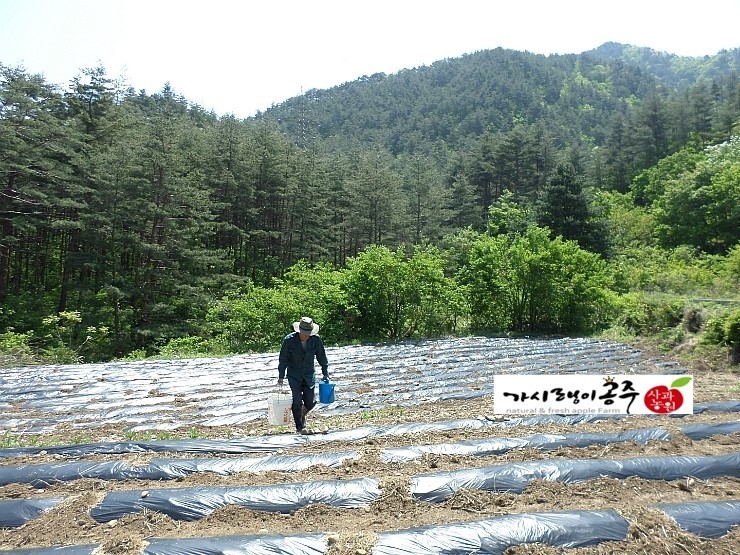 가시랭이사과농원 이미지