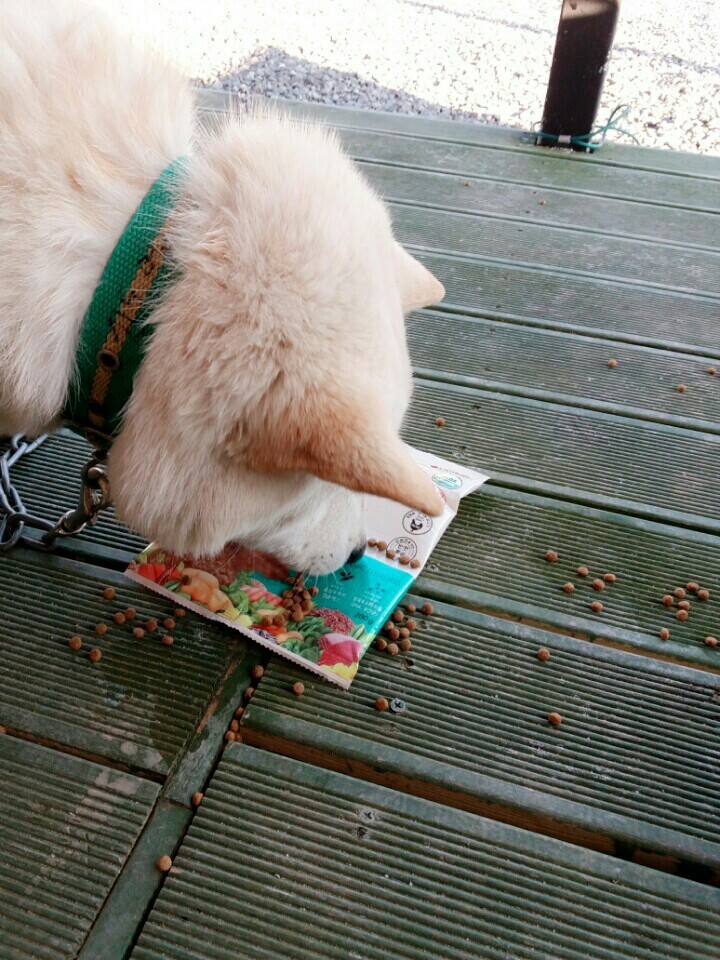 창녕 매실이 이야기를 아시나요?개소주가 되어서 돌아온 우리 매실이를 기억해주세요. 동물보호법강화를 위해 관심가져주세요 | 인스티즈