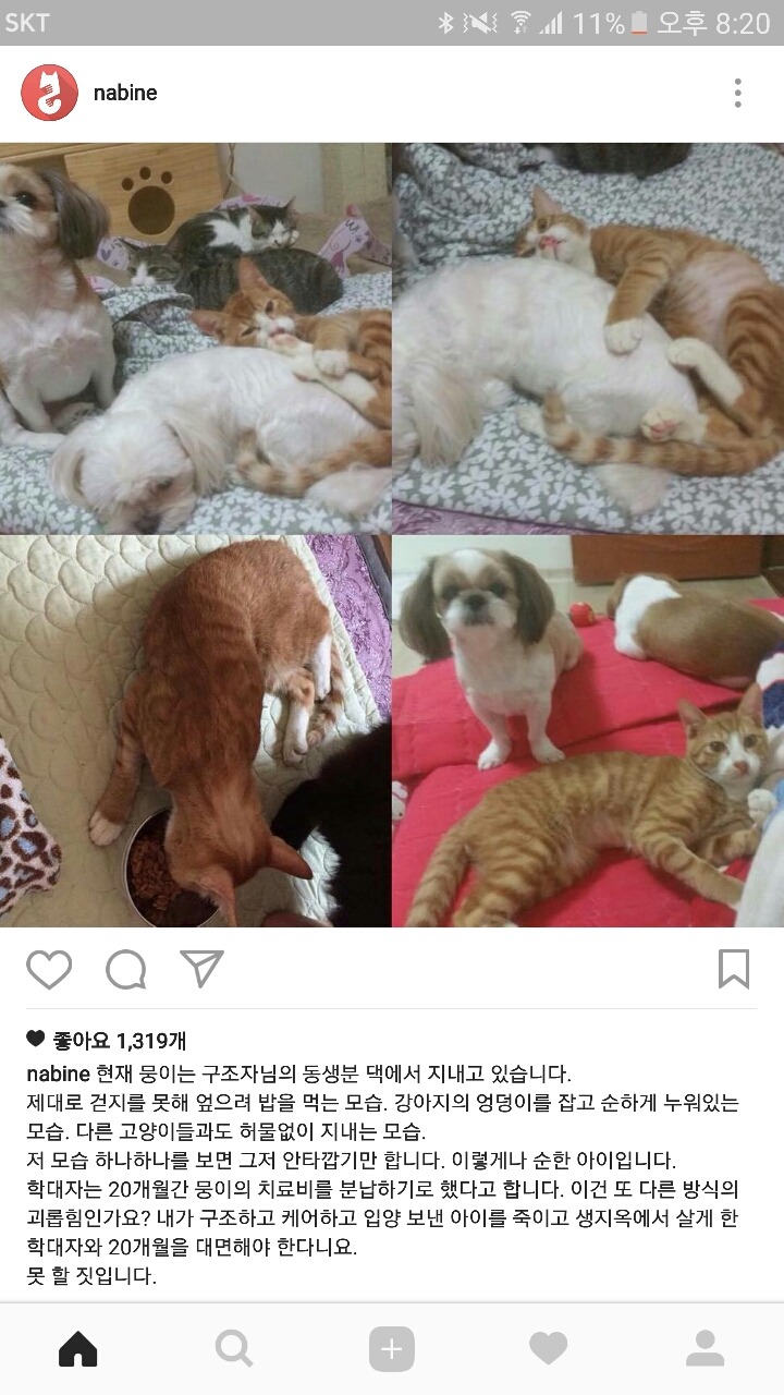학대받은 고양이를 도와주세요. 추천수가 필요해요 | 인스티즈