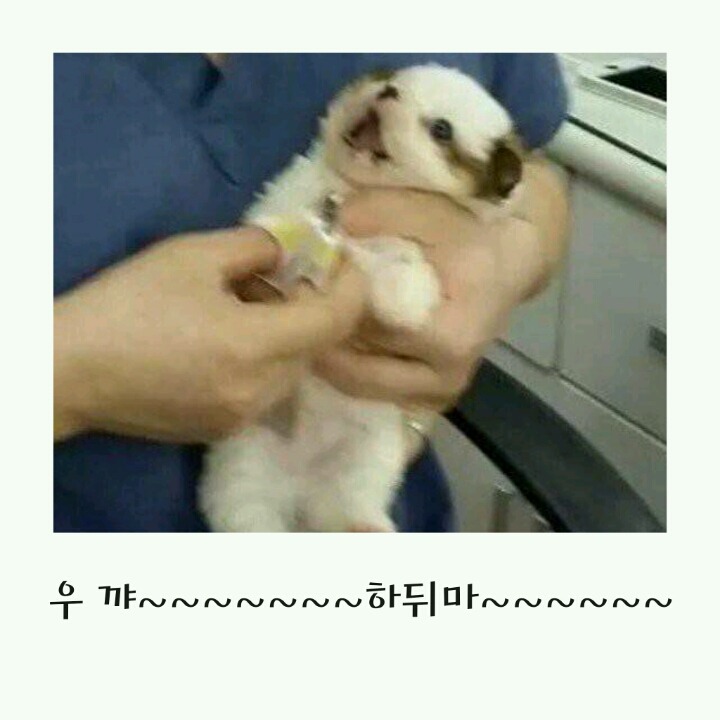 발톱자르는 개와 고양이의 반응차이!! | 인스티즈