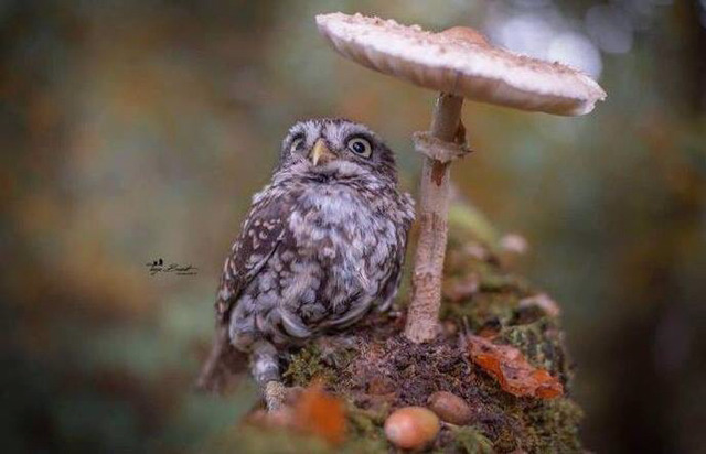 비 피하는 새끼 부엉이 | 인스티즈