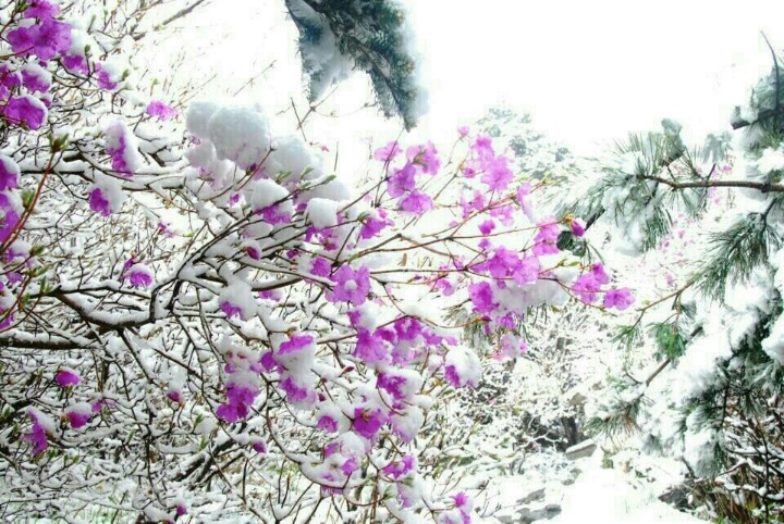 산우 이미지